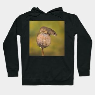 Harvest Mouse on seedpod Hoodie